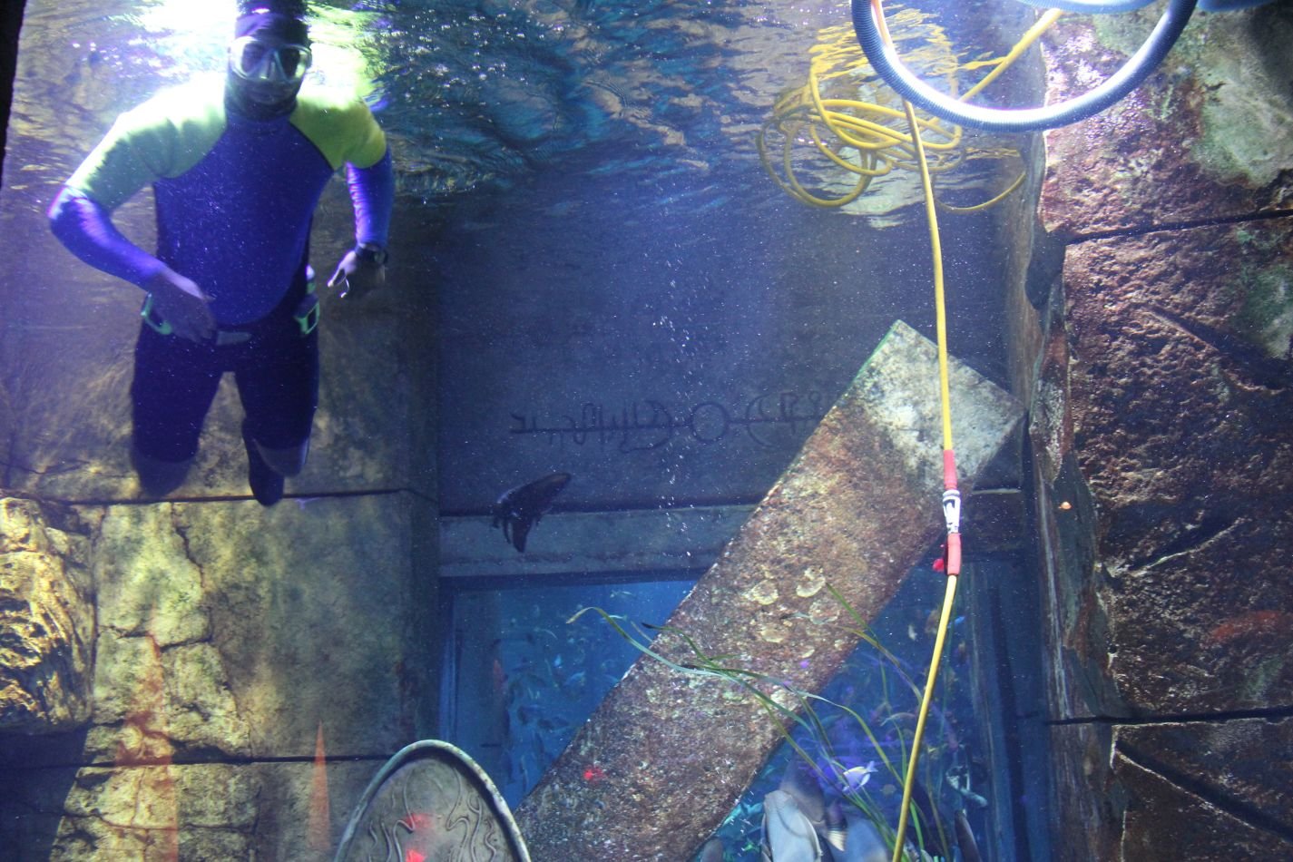 Atlantis Aquarium Dive in Dubai