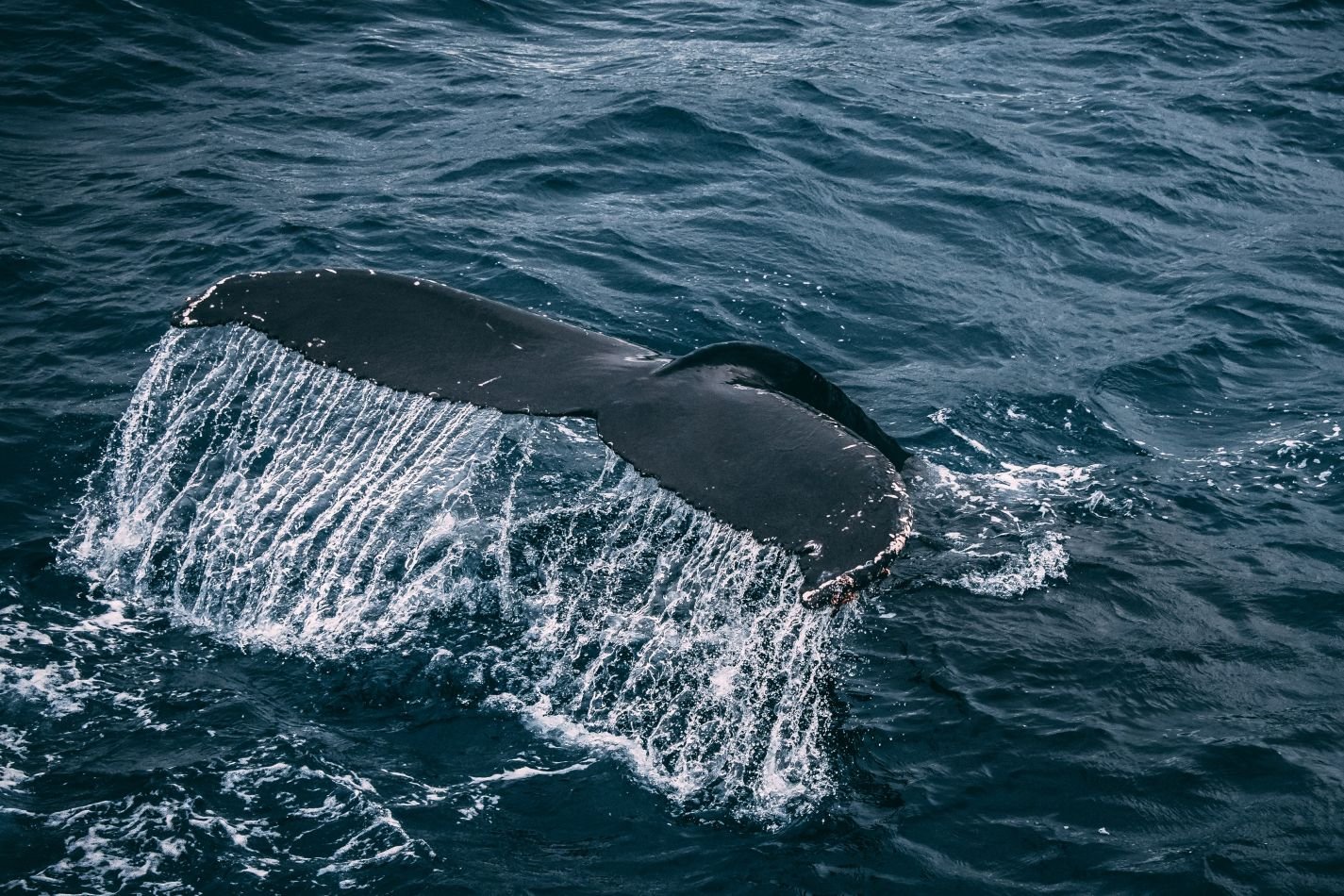 Whale Watching off South coast of Sri Lanka