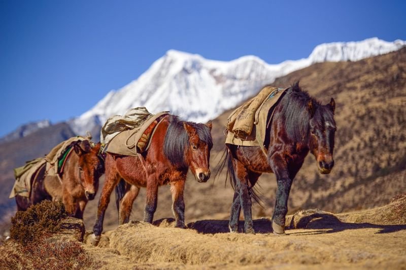 Mules in Bhutan