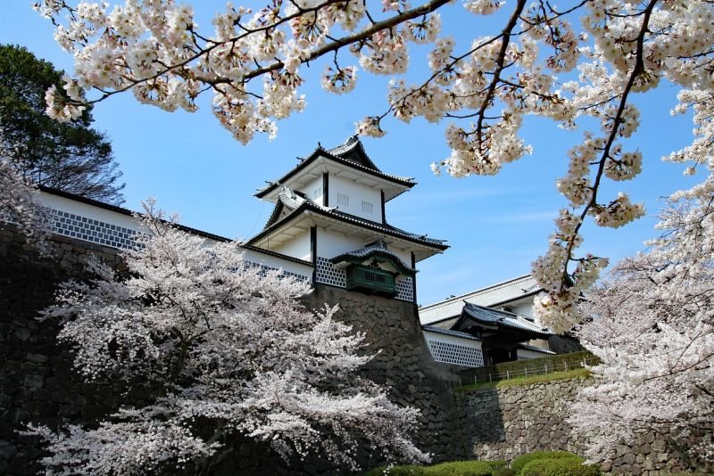 Cherry Blossoms at Kanazawa Castle