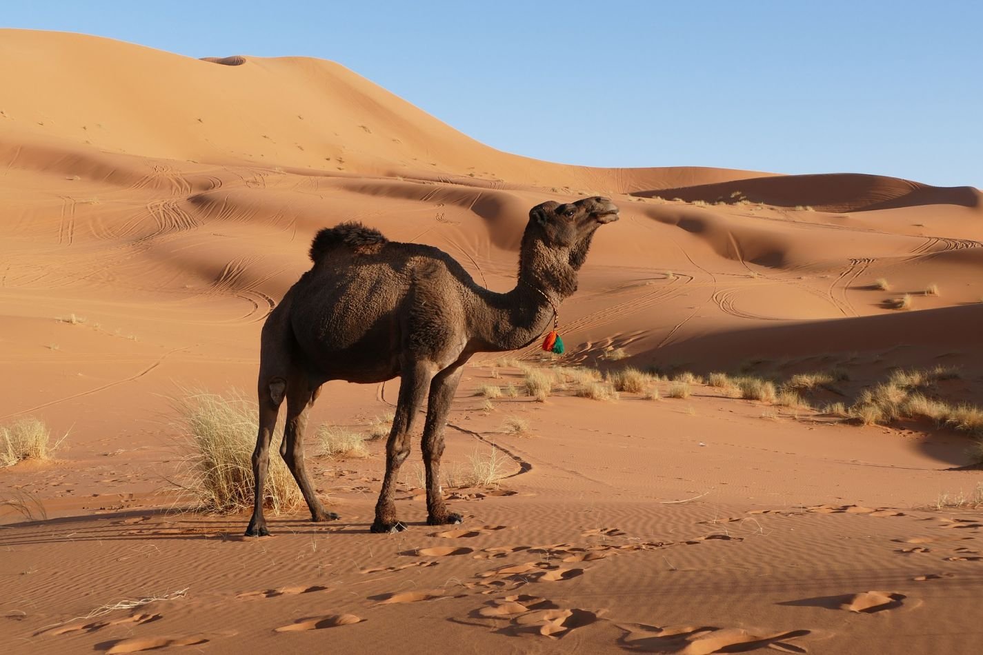 Merzouga, Morocco